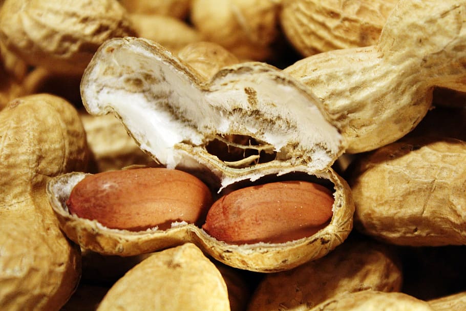brown peanuts, snack, nutrition, healthy, nibble, decoration HD wallpaper
