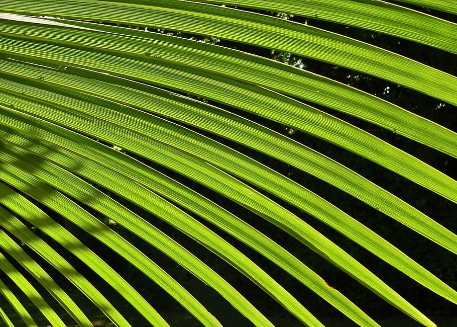 palm, leaf, green, tree, foliage, south, summer, nature, caribbean HD wallpaper