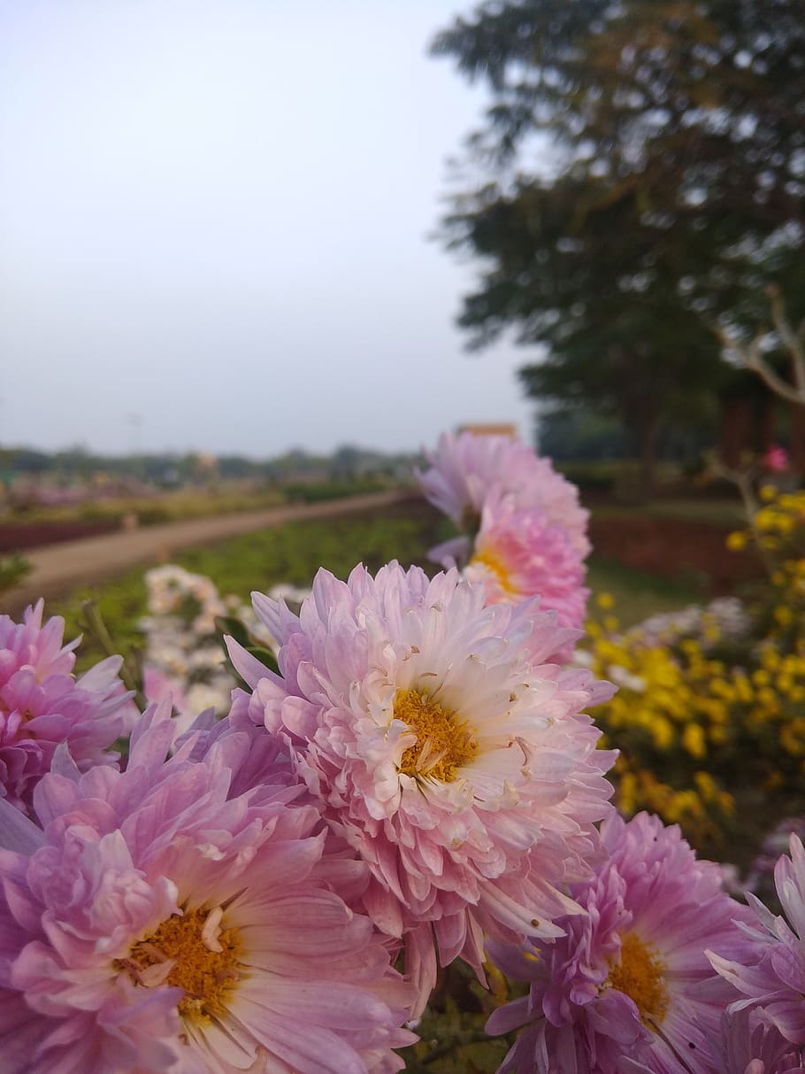 flower, garden, nature, flowering plant, vulnerability, fragility HD wallpaper