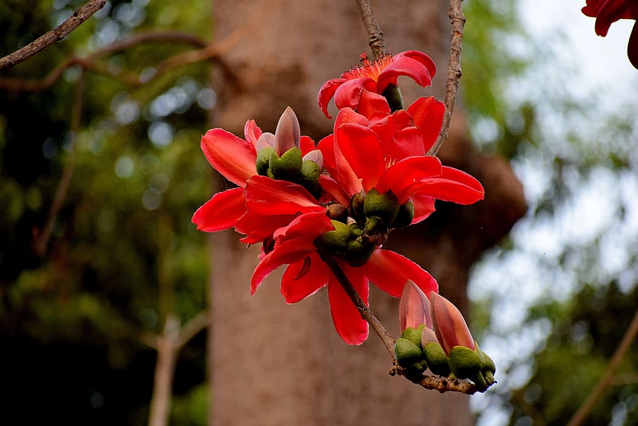 nature, flower, flora, tree, outdoors, leaf, garden, season HD wallpaper