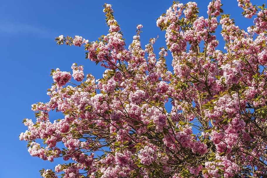 flowers, cherry, spring, nature, sky, blue, pink, colorful HD wallpaper