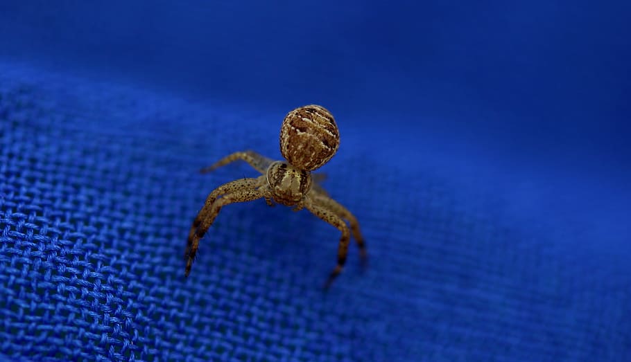spider, brown, arachnid, animal wildlife, animal themes, one animal HD wallpaper
