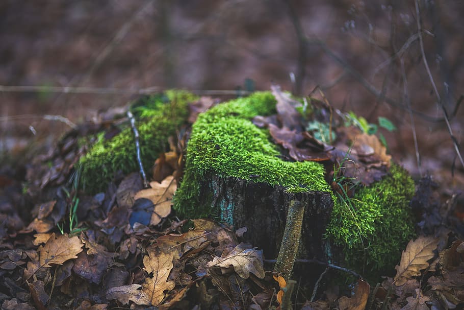 moss, tree, trunk, stump, forest, green, fall, autumn, brown HD wallpaper