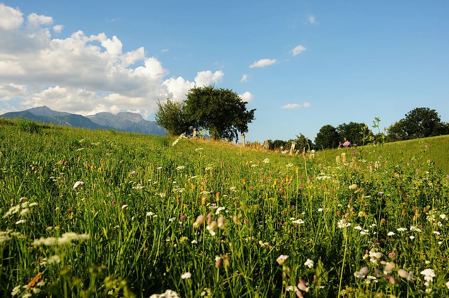flower meadow, tree, landscape, idyll, sky, flowers, field HD wallpaper