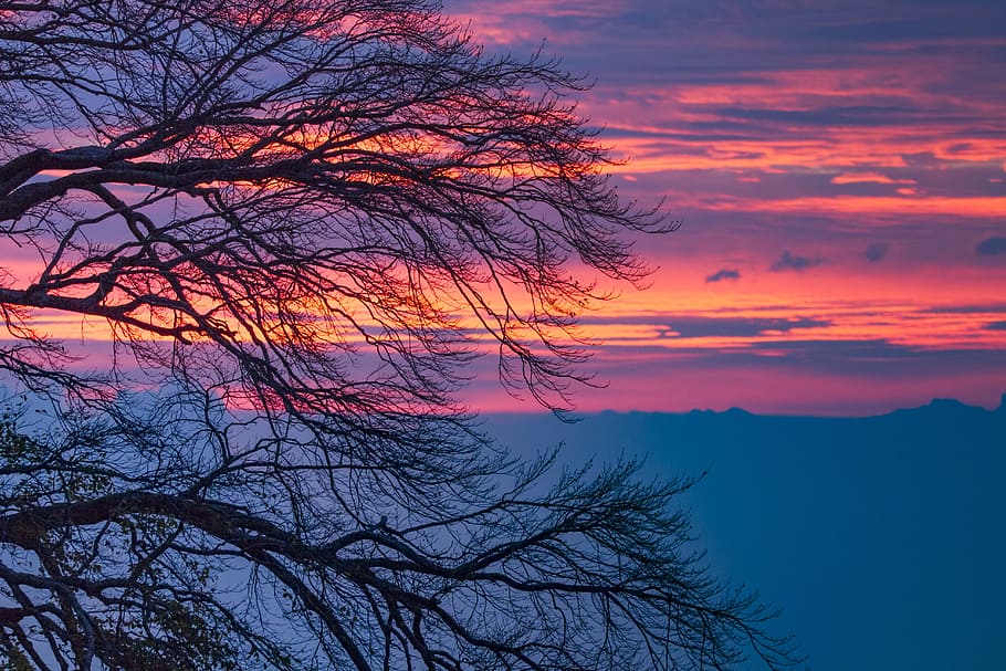 morgenrot, clouds, tree, sunrise, sky, morgenstimmung, red HD wallpaper