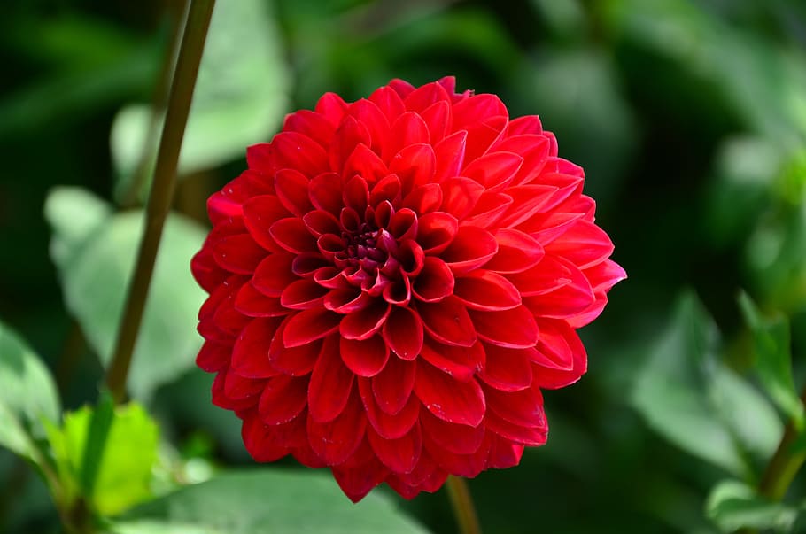 dahlia, flower, red, spring, nature, garden, plant, flowering plant HD wallpaper