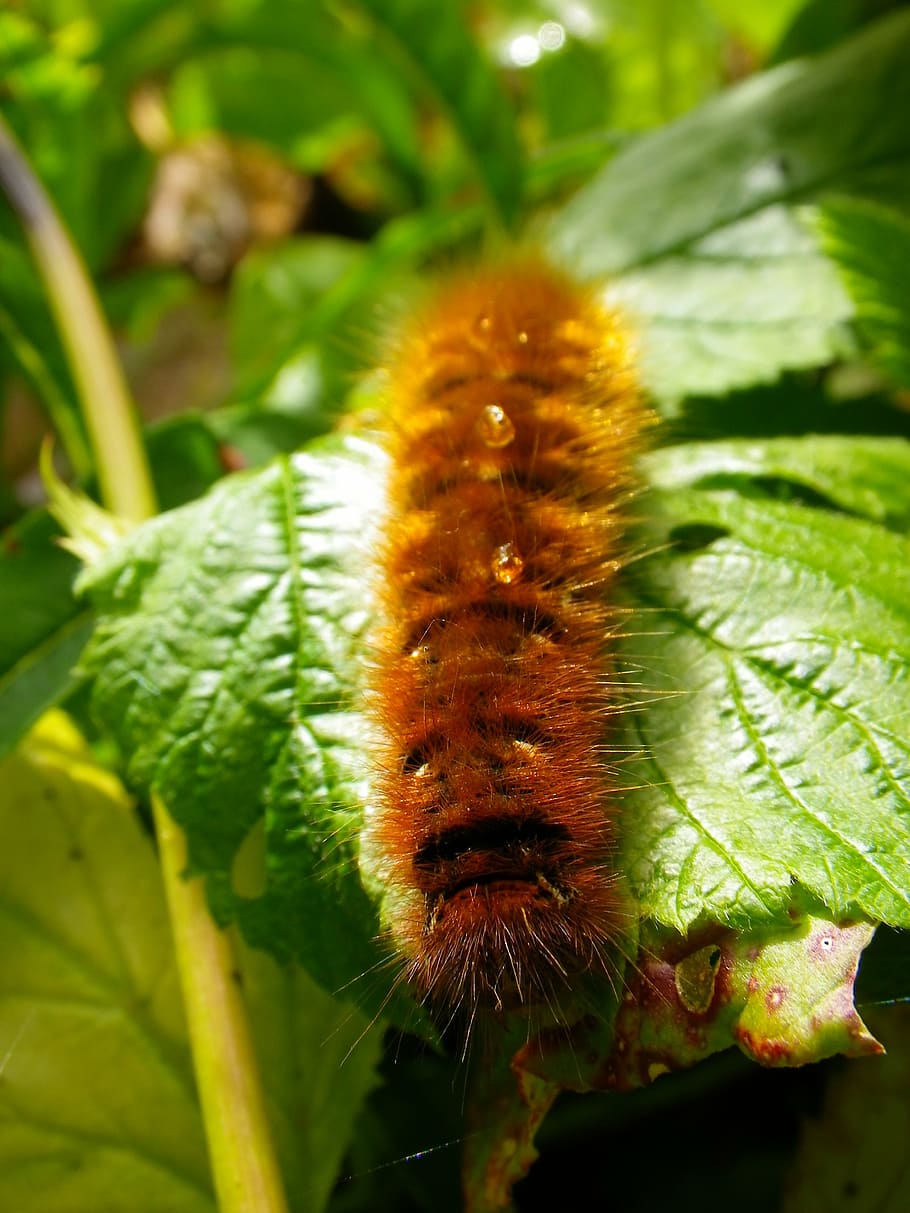 caterpillar, close, hairy, nature, leaf, plant, green Color HD wallpaper