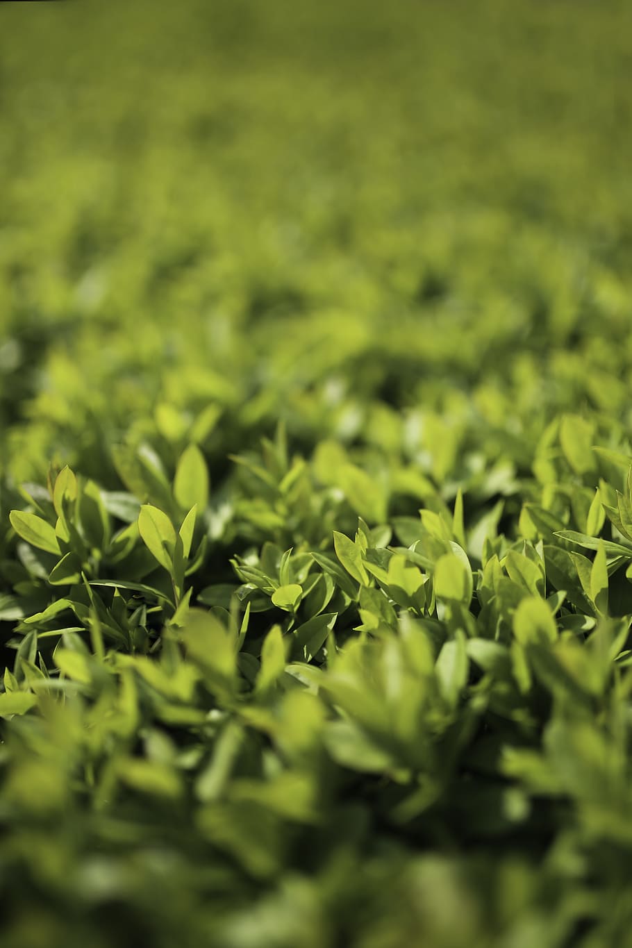 green, leaf, leaves, bokeh, privet, ligustrum, macro, veritcal HD wallpaper
