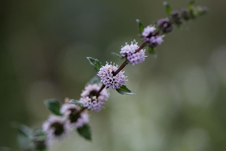 peppermint, blossom, bloom, tee, peppermint tea, moroccan mint HD wallpaper