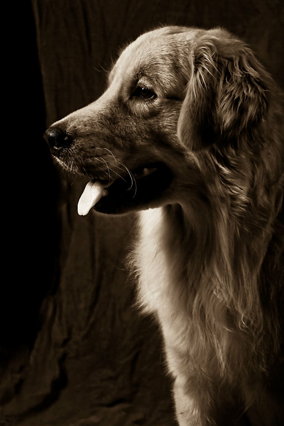 dog, profile, pets, animal, canine, purebred Dog, mammal, domestic Animals HD wallpaper