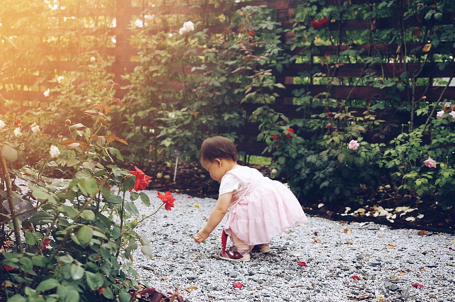Cute baby picks up rose petals along a stone garden path, girl wearing pink a-line dress on pebbles pathway beside red and pink rose flower plants during daytime