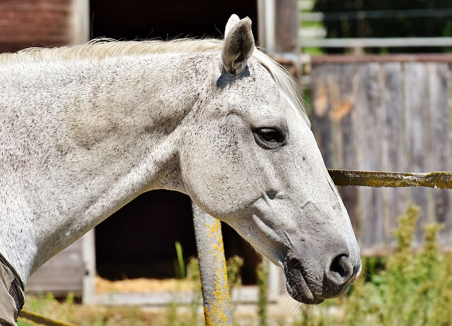 selective focus photography of gray horse near grass, mold, reiterhof, HD wallpaper