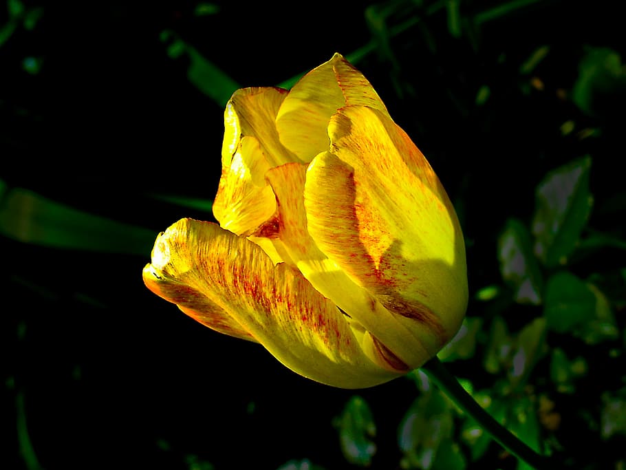 Flower, Garden, Front Yard, Flora, nature, bloom, blossom, plant HD wallpaper