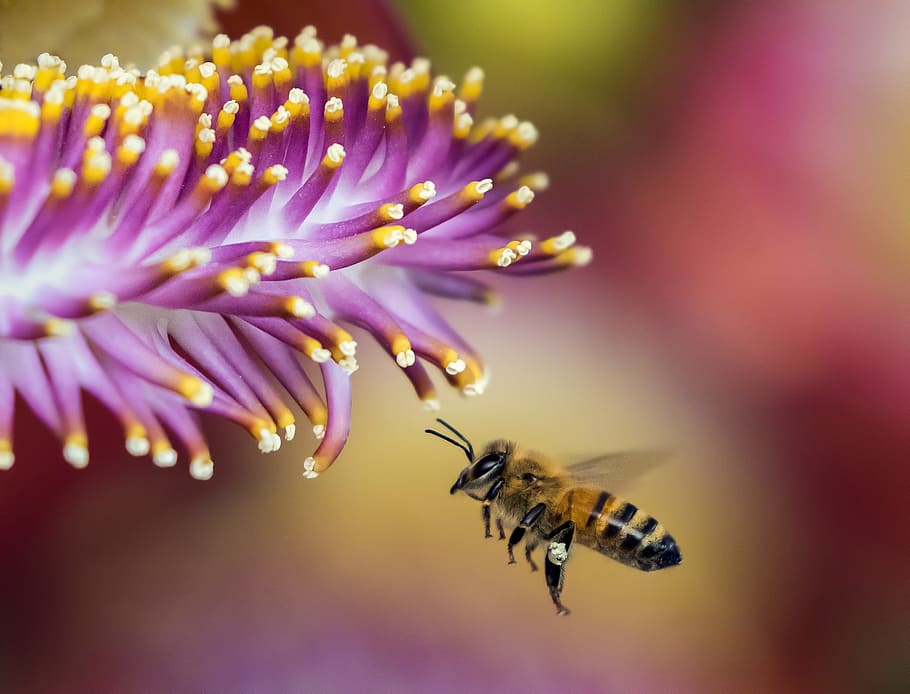 honeybee hovering in front of purple petaled flower closeup photography HD wallpaper