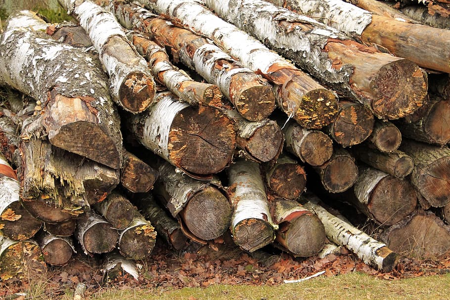 cut the logs, stacked, birch, forestry work, timber, firewood HD wallpaper