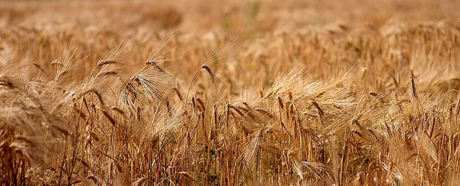 wheat field landscape photography, spice, rye, summer, yellow HD wallpaper
