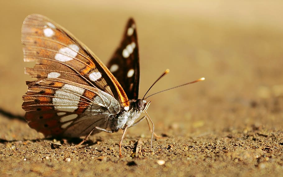 butterfly, brown, wing, invertebrate, insect, animal themes HD wallpaper