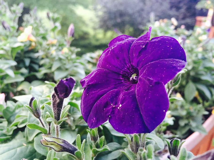 violet, flower, close up, selective focus, vivid, growth, plant HD wallpaper