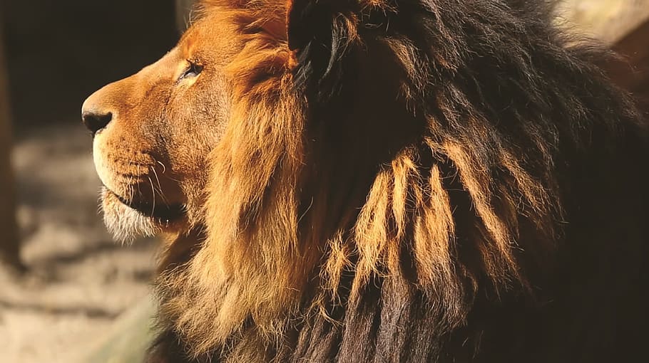 male lion at daytime, mammal, animal, fur, wildlife, portrait, HD wallpaper