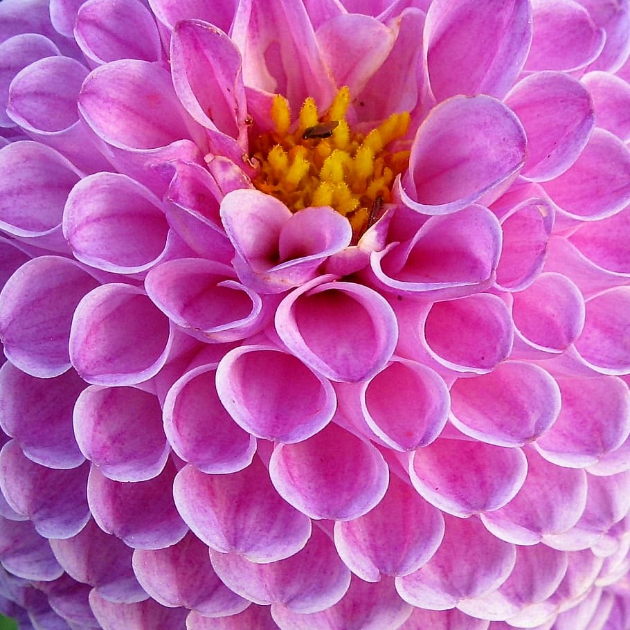 pink dahlia with close-up photography, dahlias, flowers, plant, HD wallpaper