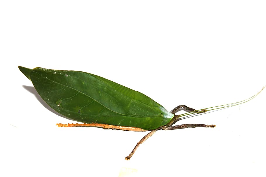 Leaf Beetle, Insect, Green, green beetle, nature, macro, close-up HD wallpaper