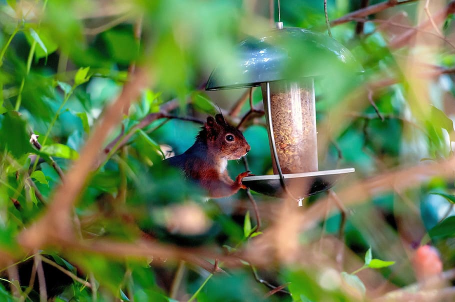 squirrel, rodent, nature, foraging, wildlife photography, furry HD wallpaper