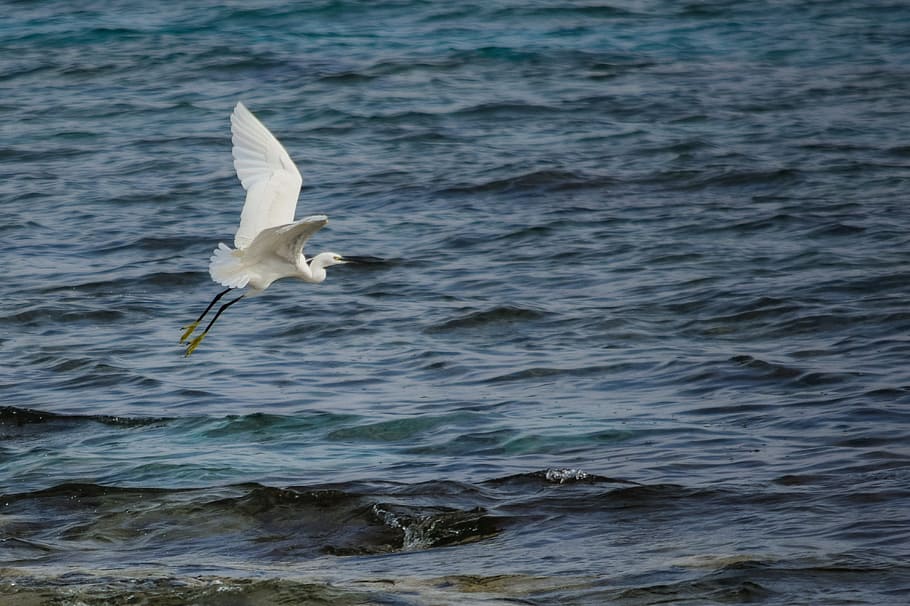 heron, flying, flight, bird, sea, nature, animal, wildlife HD wallpaper