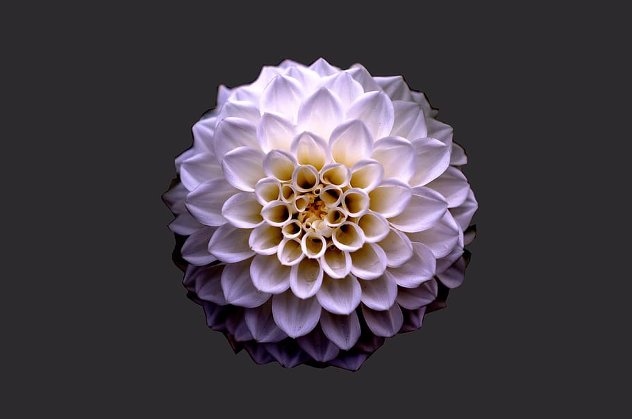 White and Purple Petaled Flower, abstract, art, background, beautiful HD wallpaper