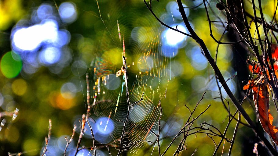 forest, macro, nature, autumn, net, plant, focus on foreground HD wallpaper