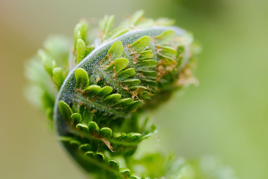 nature, leaf, plant, close, garden, color, close to, growth HD wallpaper
