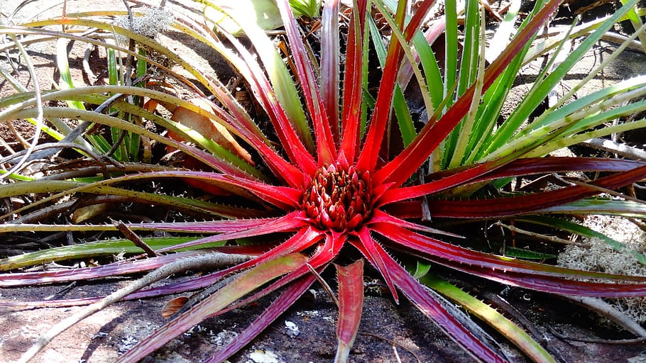 red and green spiky plant, bromeis, rare plant, brazilian plant, HD wallpaper