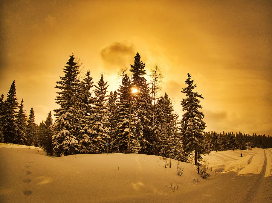 snow covered trees and road, sun, forest, nature, winter, plant HD wallpaper