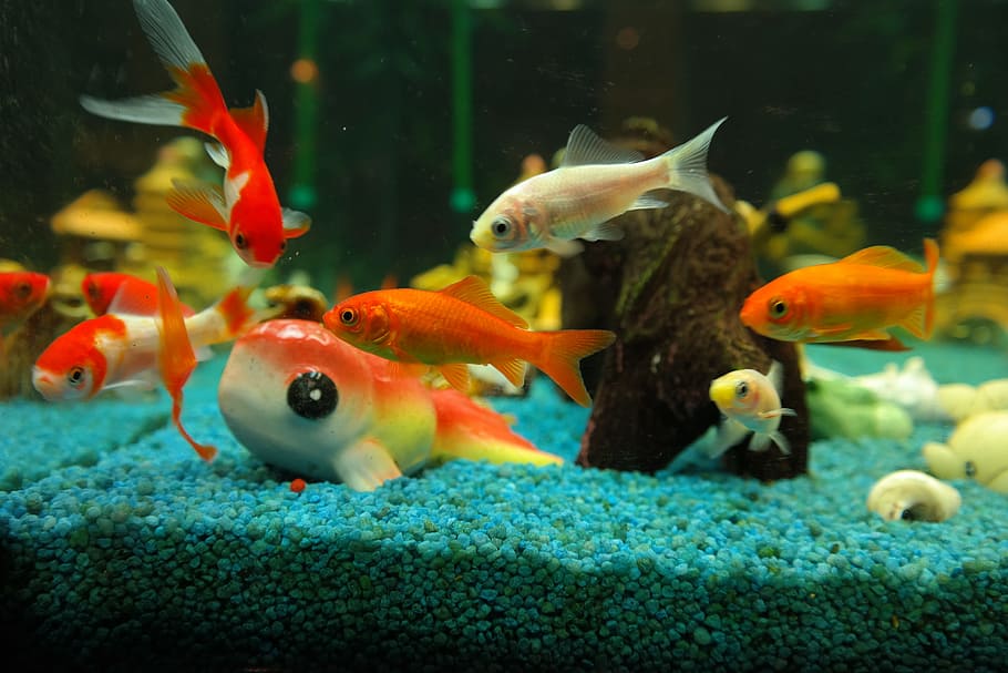 close-up photo of school of fish, Goldfish, Freshwater Fish, karpfenfisch, HD wallpaper