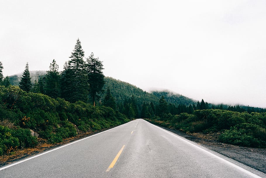 gray asphalt road surrounded with trees, fog, green, roads, white HD wallpaper