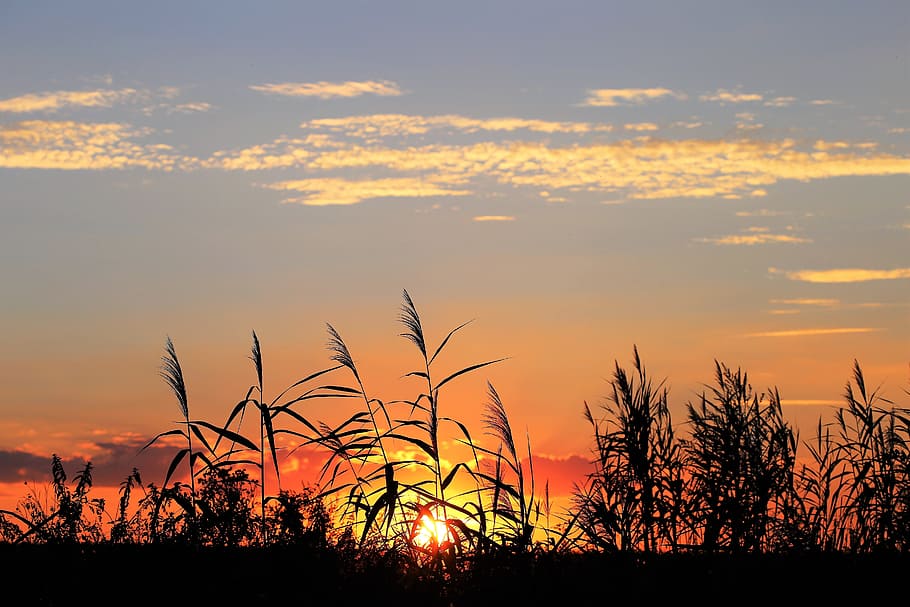 silhouette of plants during golden hour, cane, evening, sunset HD wallpaper