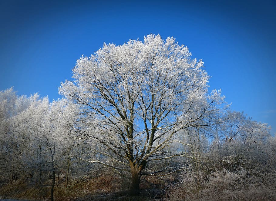 winter, tree, wintry, snow, nature, cold, winter trees, sky HD wallpaper