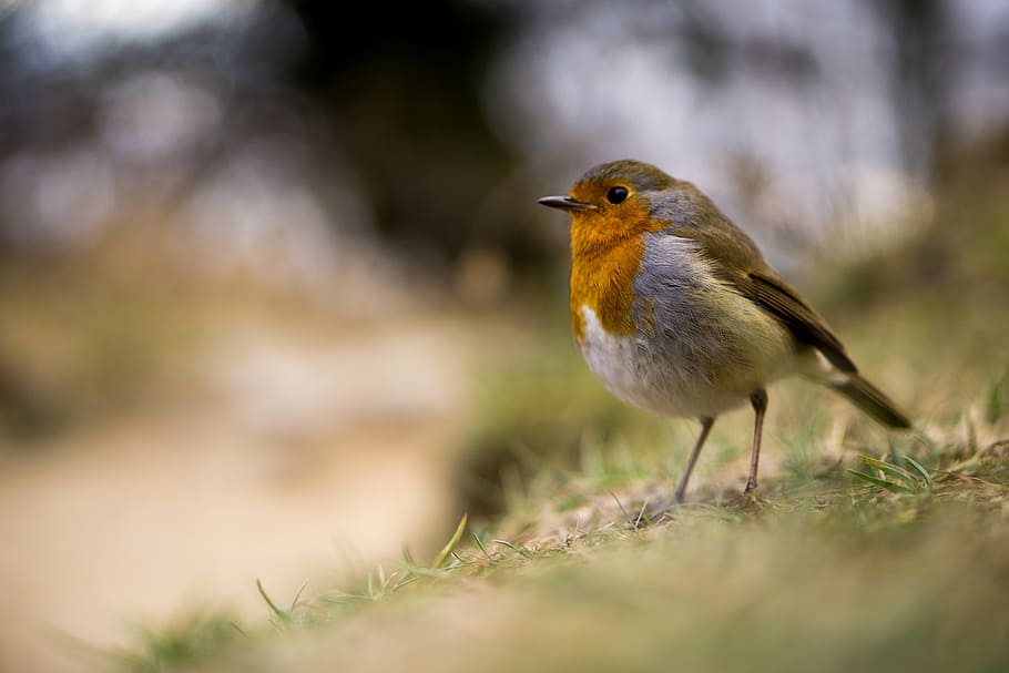 selective focus photography of brown and white bird, robin HD wallpaper