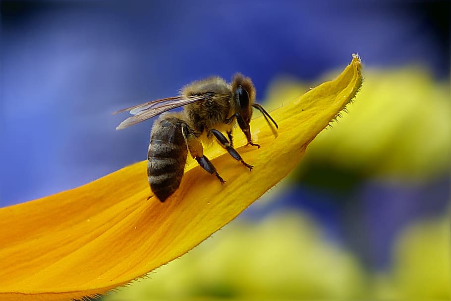 honey bee perching on yellow petaled flower in close-up photography HD wallpaper