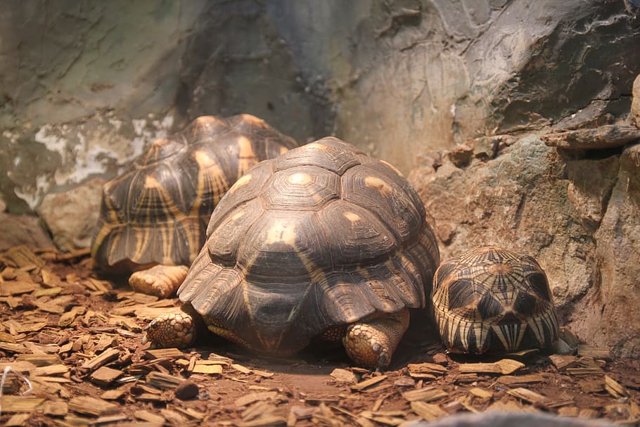 tortoise, turtle, zoo, animals, undersea world, shell, red-eared slider turtle HD wallpaper