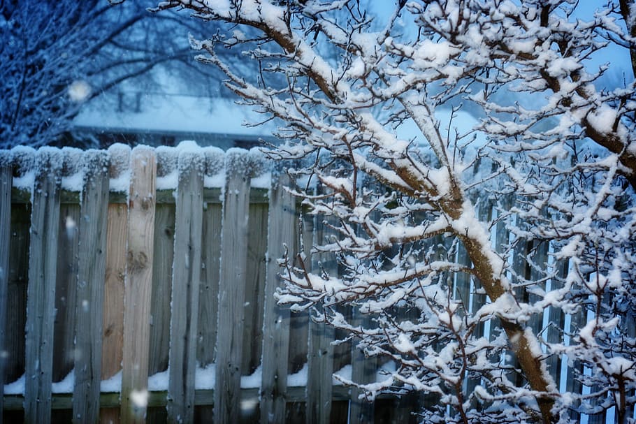 snow on tree branches, winter, fence, cold, garden fence, snowy HD wallpaper
