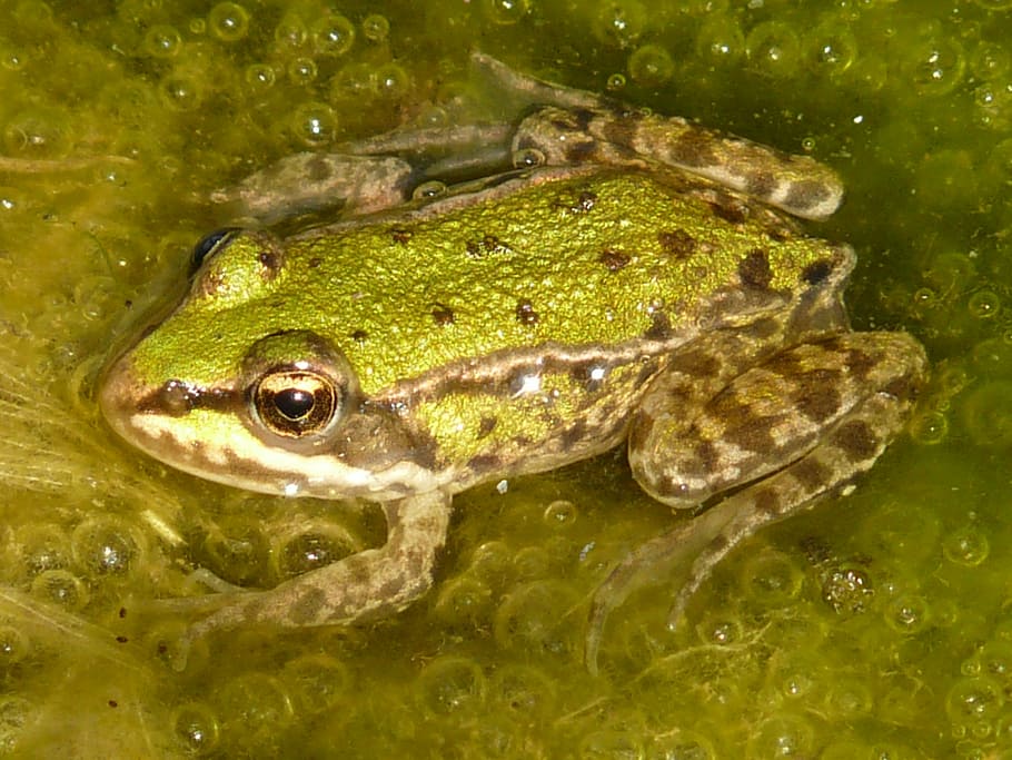 frog, tree frog, animal, green, water, amphibian, animal themes HD wallpaper