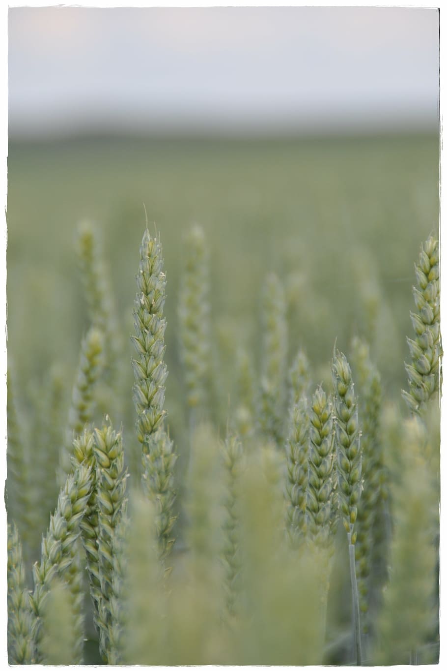 wheat, field, cereals, grain, summer, harvest, meadow, nature HD wallpaper