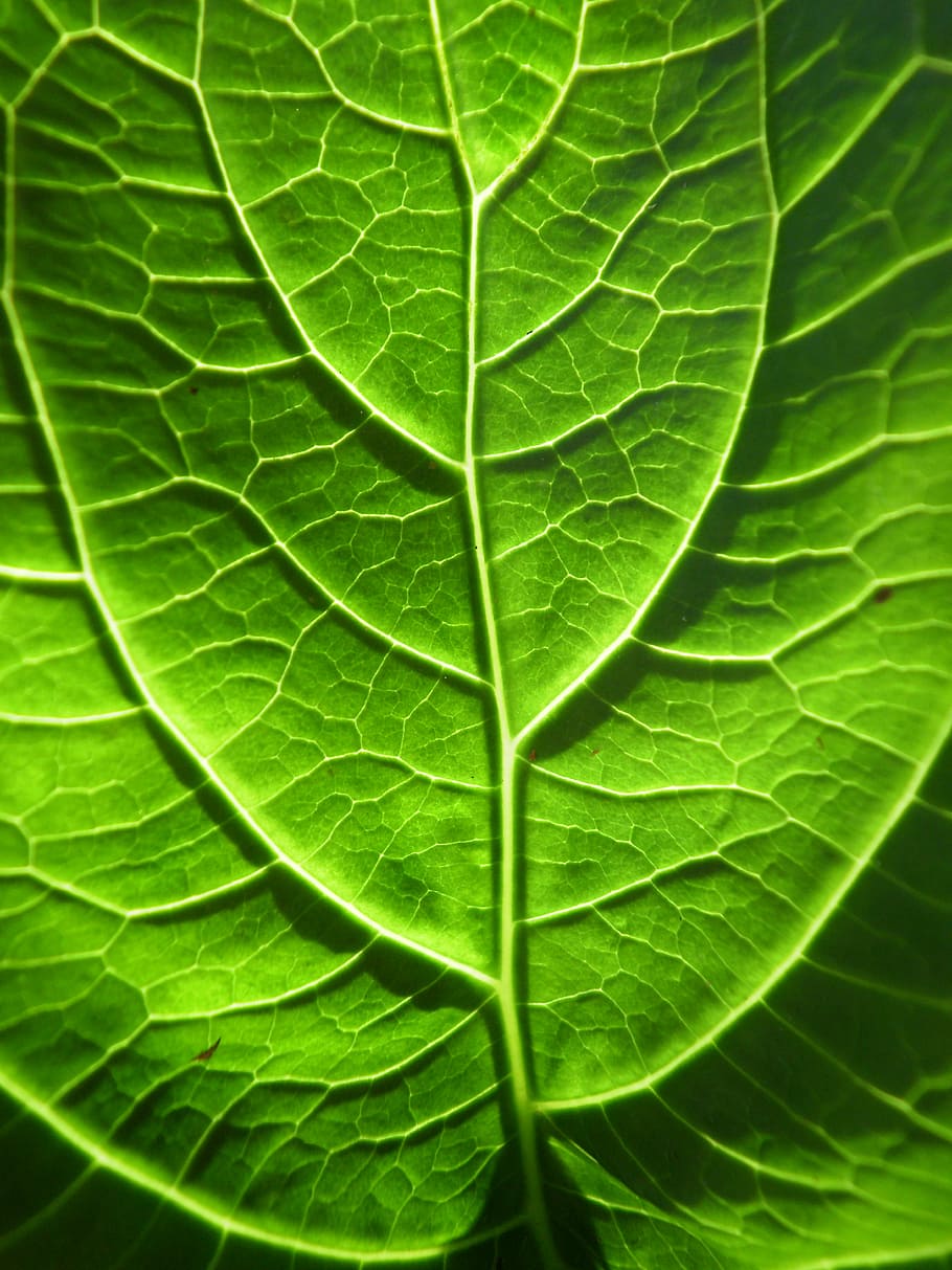 green, sheet, macro, veins, leaf, plant part, green color, leaf vein HD wallpaper