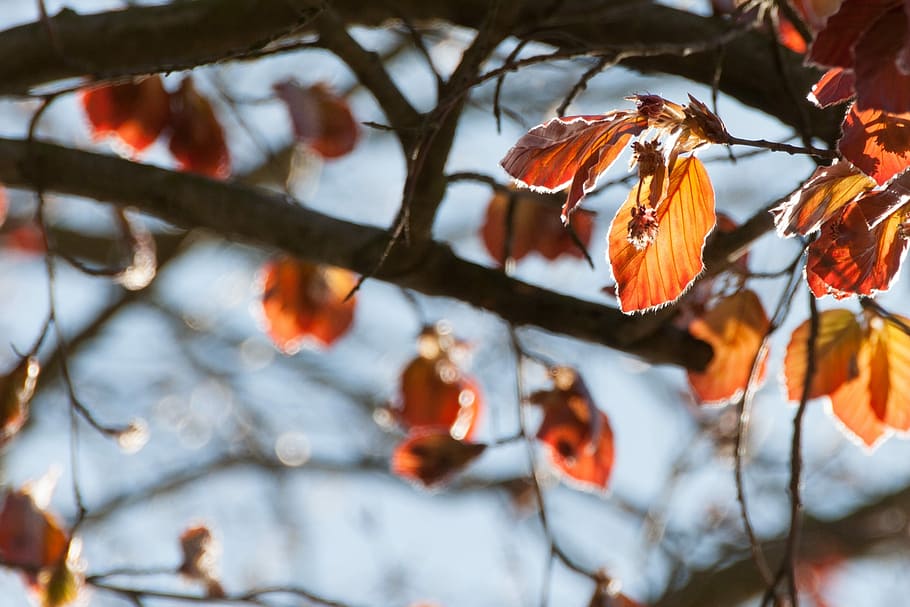 Nature, Close, Beech, Leaves, bright, tree, orange, brown, branch HD wallpaper