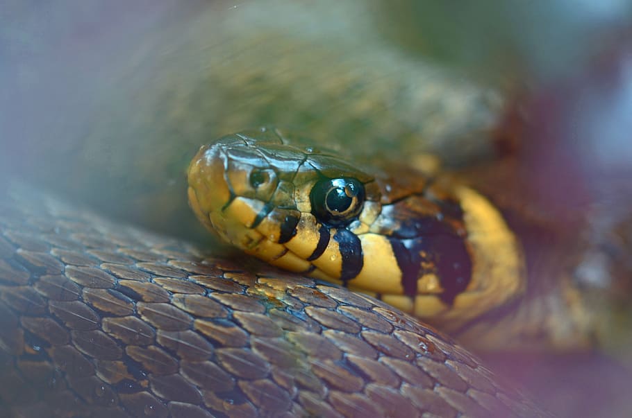 close view of yellow and brown snake, grass snake, natter, snakehead HD wallpaper