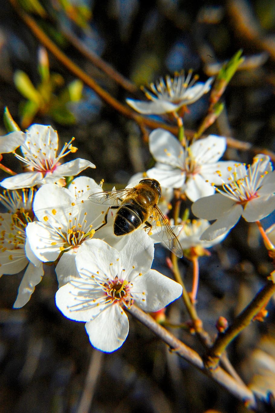 bee, flower, nectar, insect, spring, pollen, garden, nature HD wallpaper
