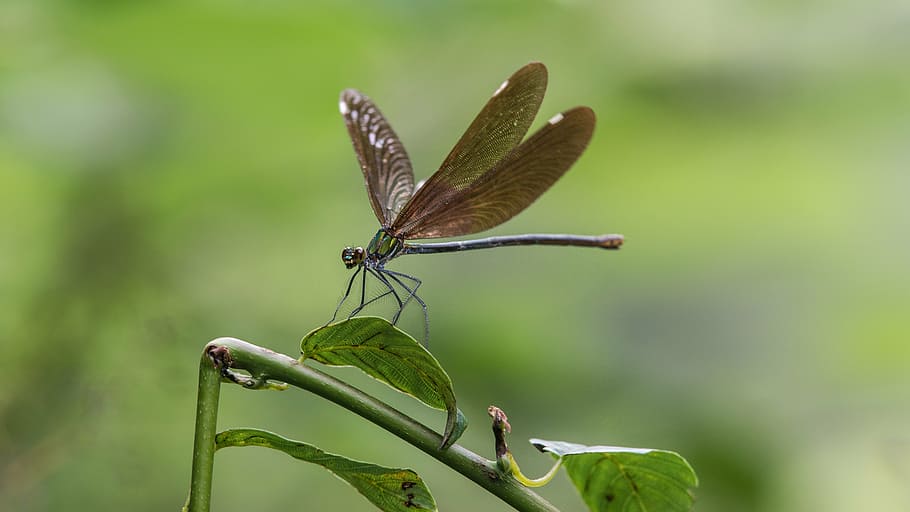 dragonfly on green plant, china, geopark, unesco, insect, nature, HD wallpaper