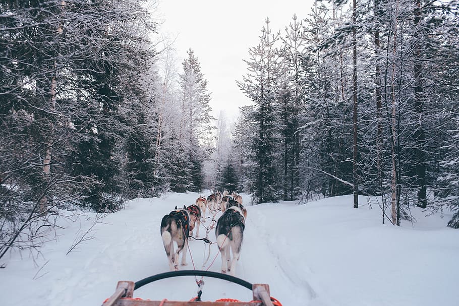 pack of wolves carrying sled, several wolves walking on snowfield HD wallpaper