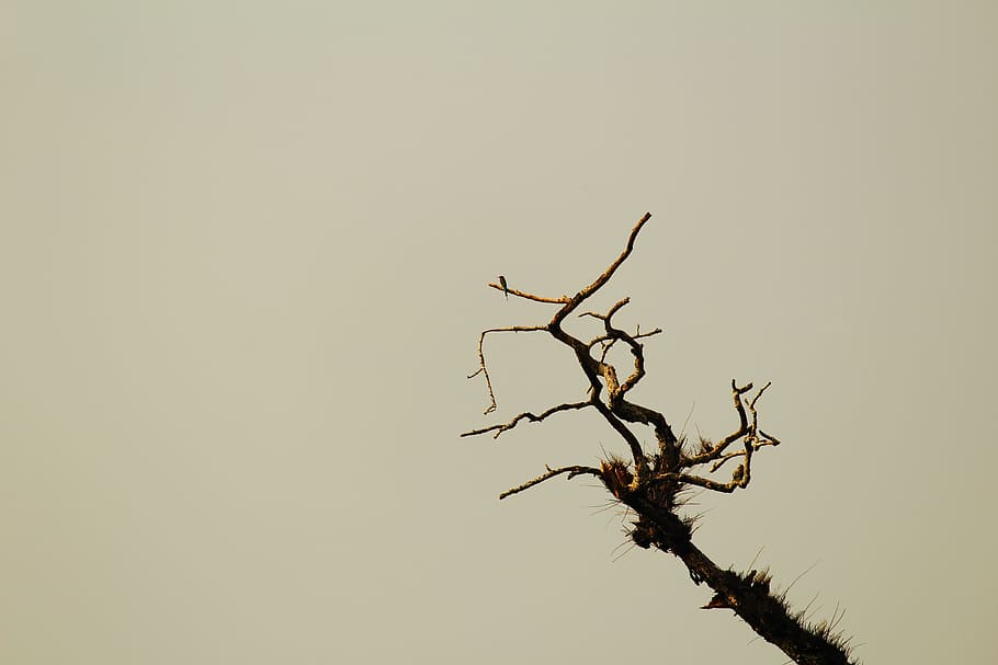 branch, dead tree, nature, solitude, dried, plant, bare tree HD wallpaper