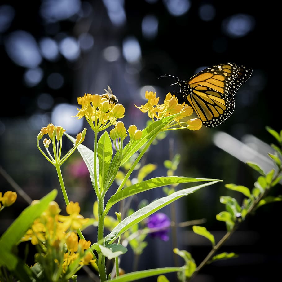 Showdown, Danaus plexippus butterfly perching yellow petaled flower at daytime, HD wallpaper